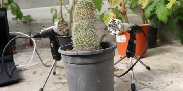 potted cactus with microphones