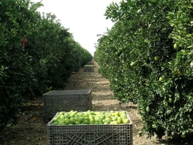 citrus bins