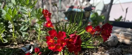 Red freesia.