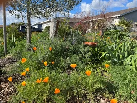 California poppies.