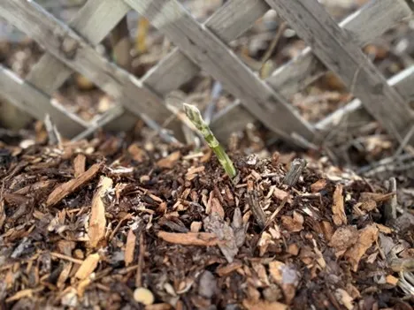 Peeking asparagus.