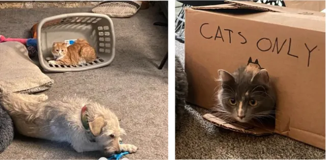 A cream-colored dog chews on a toy as a yellow kitten in a clothes basket observes. On the right, a gray kitten pokes his head out of cardboard box labeled