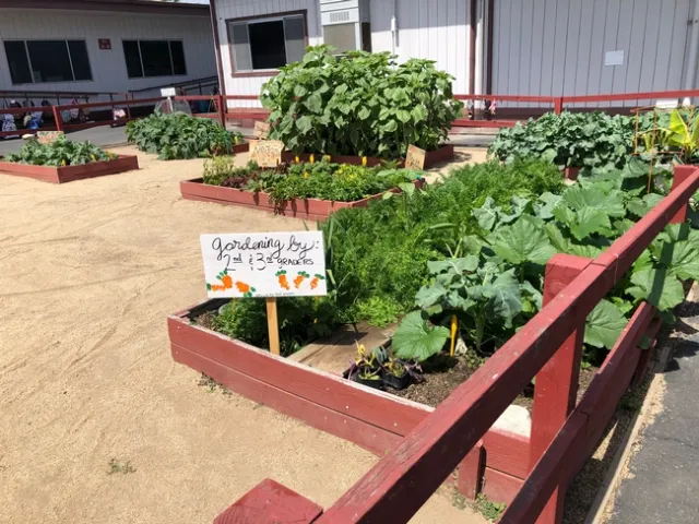 School garden beds with sign