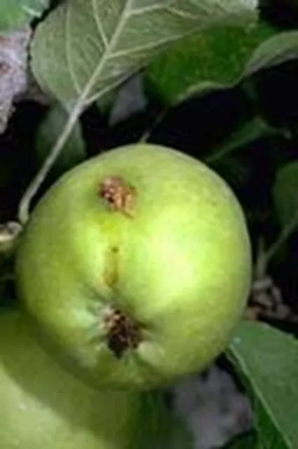 Codling Moth larva on fruit