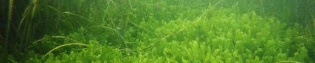 Caulerpa