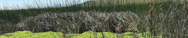 Suisan Marsh