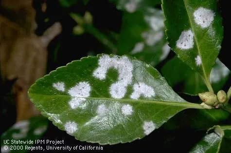 powdery mildew