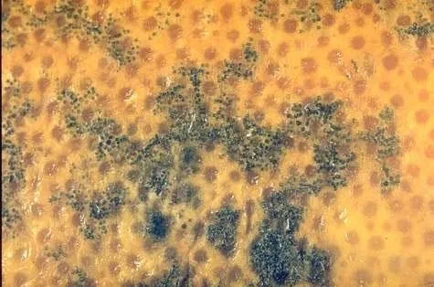 orange septoria