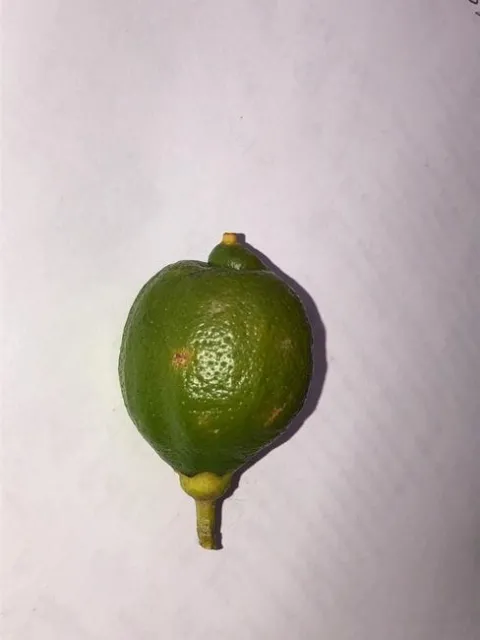 hail damage lemon