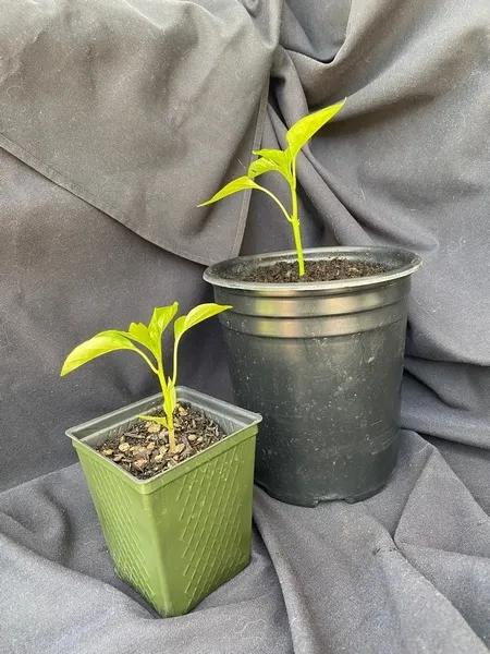 pepper sm pot450