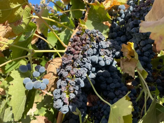 Shriveled bunch of grapes on vine.