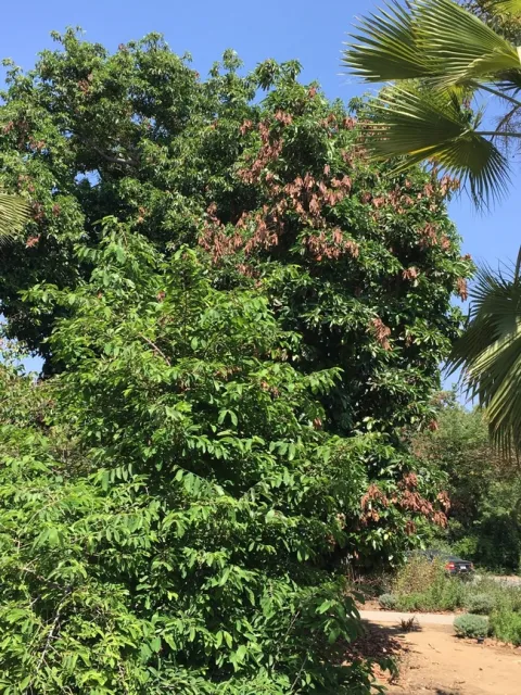 avocado heat damage