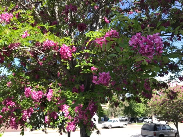 Blacklocust.