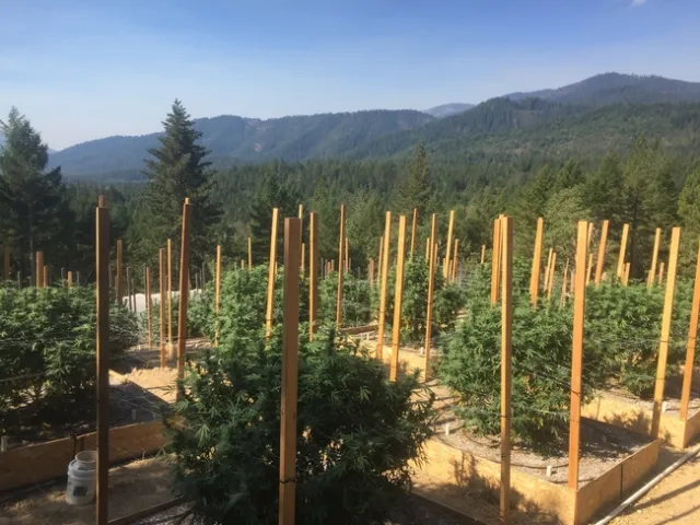 Cannabis production operation with mountains in the distance