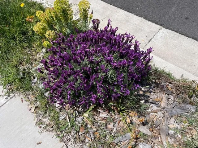 Lavender Lunchroom