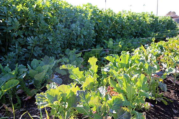Veggies reaching for the sun at FHF- Courtesy Hedwig van den Broeck