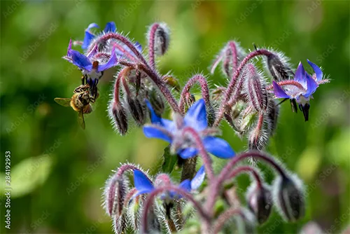 Borage-bee-AdobeStock