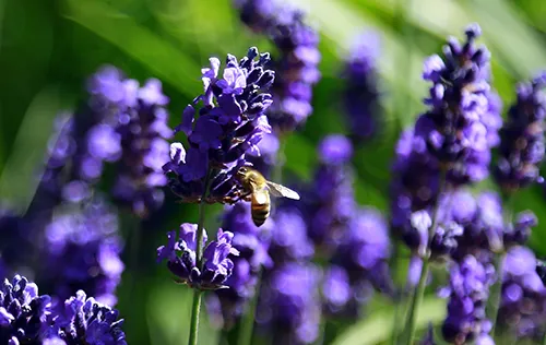 Bee on Lavender - Courtesy H. Van Den Broeck