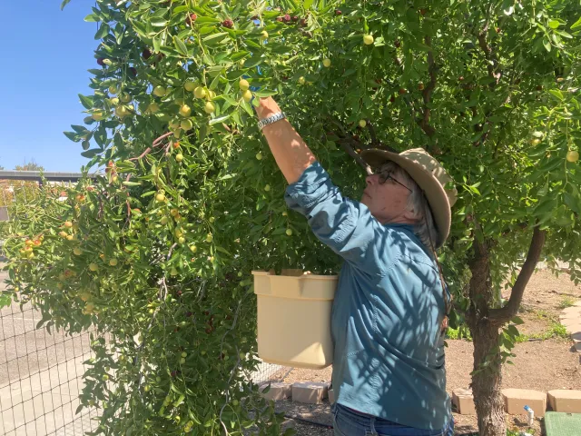 hharvest pistachio