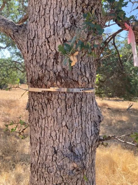 An aluminum dendrometer accurately measures small increases in oak trunk size