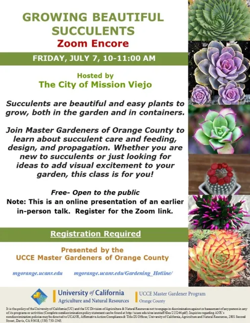 Succulents Are Beautiful And Easy Plants To Grow - Zoom Encore