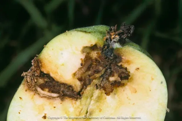 Codling Moth Larvae