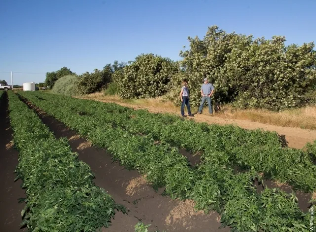 Tomato field in foreground