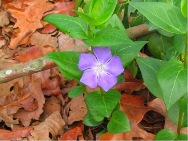 FLOWER