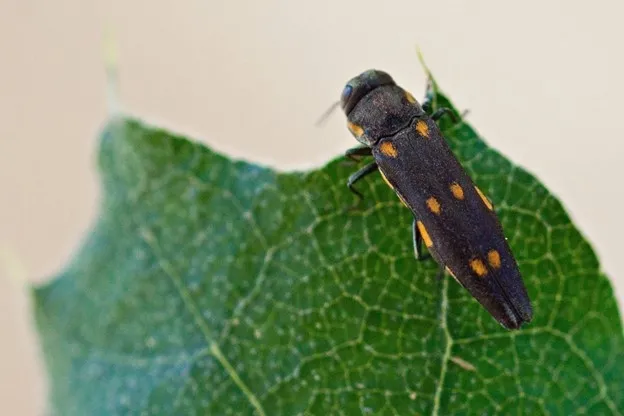 Adult goldspotted oak borer, Agrilus auroguttatus, on an oak leaf. Photo by Mike Lewis, Center for Invasive Species Research, Bugwood.org