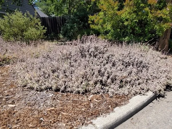 BeesBliss