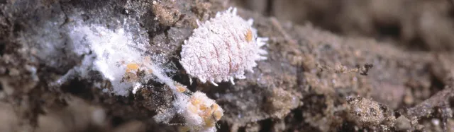Vine mealybug. Planococcus ficus
