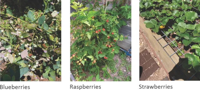 berries Lynda