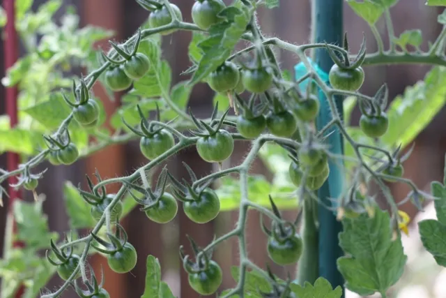 green tomatoes