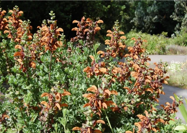 Beach sage