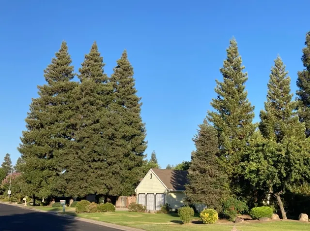 Coast redwood trees may never thrive in the Central Valley like they do in California's North Coast forests, but they will survive.