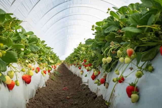 Las fresas UC Eclipse cultivadas en Santa María son resistentes a la enfermedad del marchitamiento por Fusarium que se origina en la tierra. Fotorgrafía por Jael Mackendorf/UC Davis