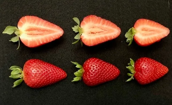 La fresa UC Keystone es una de cinco variedades que son resistentes al marchitamiento por Fusarium y que tienen una producción alta y una calidad mejorada del fruto. Fotografía por Cindy López Ramírez/UC Davis