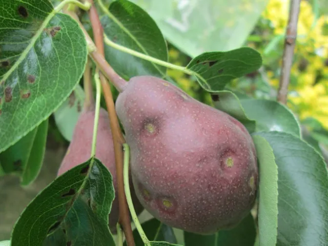 Damaged fruits