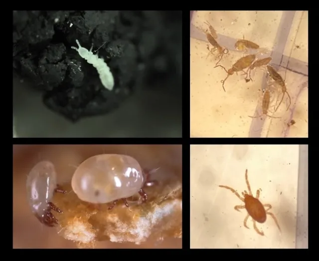 springtails mites
