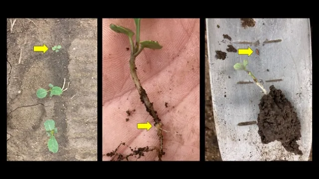 root maggots