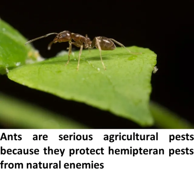 Ants