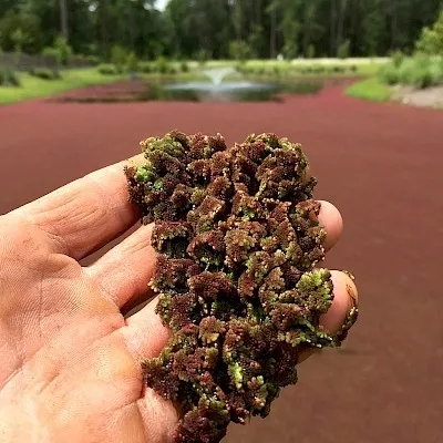 Azolla pinnata