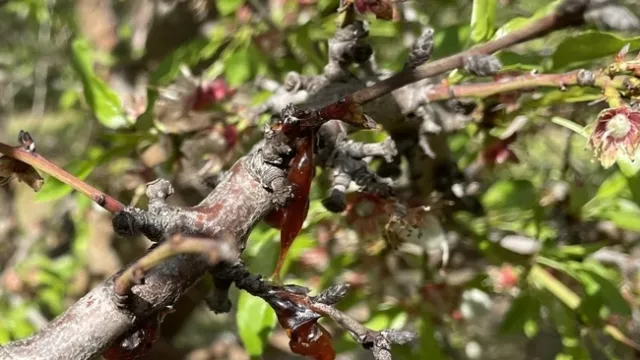 Un almendro infectado con el patógeno Phytophthora syringae cerca de Fresno. El patógeno por lo general se encuentra en las raíces de los árboles, pero las intensas tormentas crearon las condiciones correctas para que el patógeno “nadara” hasta los troncos. Fotografía por Emily C. Dooley, de UC Davis