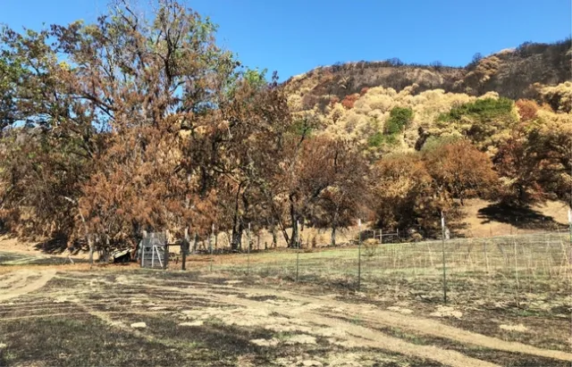 Una vista del Centro de Investigación y Extensión de Hopland en octubre del 2018, después del incendio del río, antes del rebrote de los pastos. Fotografía por Jennie lane