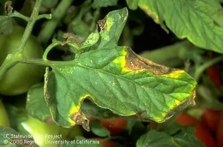 Bacterial canker450