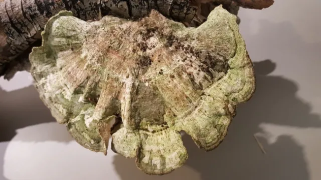 turkey fungus algae