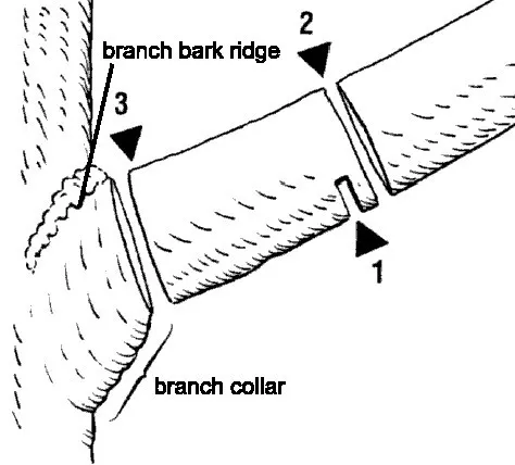 branch removal
