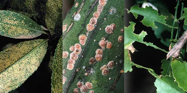 leaves with insect damage