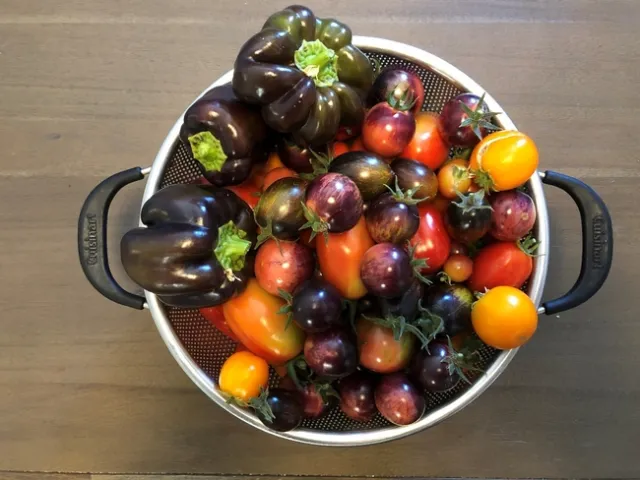 tomato harvest