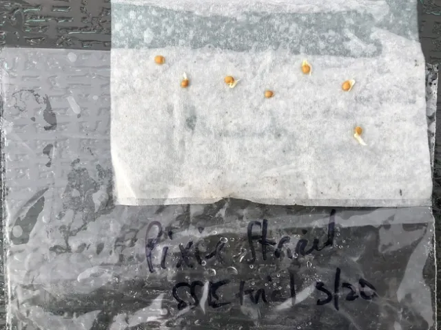 tomato seeds